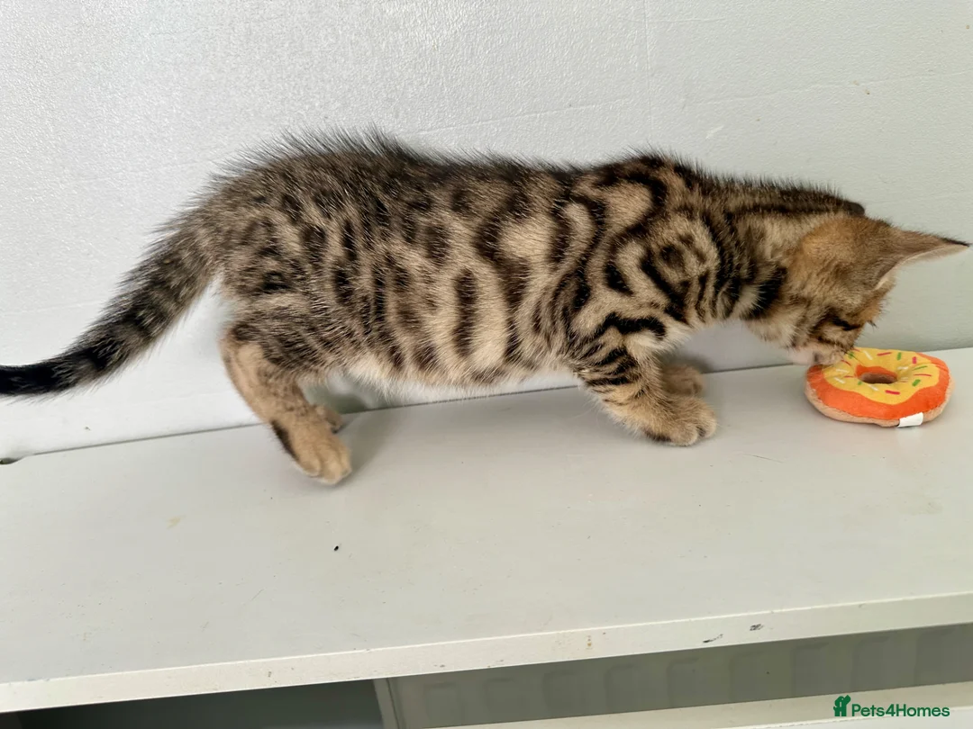 Bengal cats for sale: 1 gorgeous bengal boy kitten for sale  in London - Advert 29