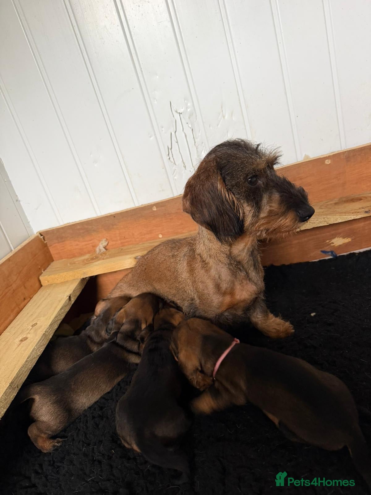 Dachshund dogs Wire Haired Dashund  - Advert 1