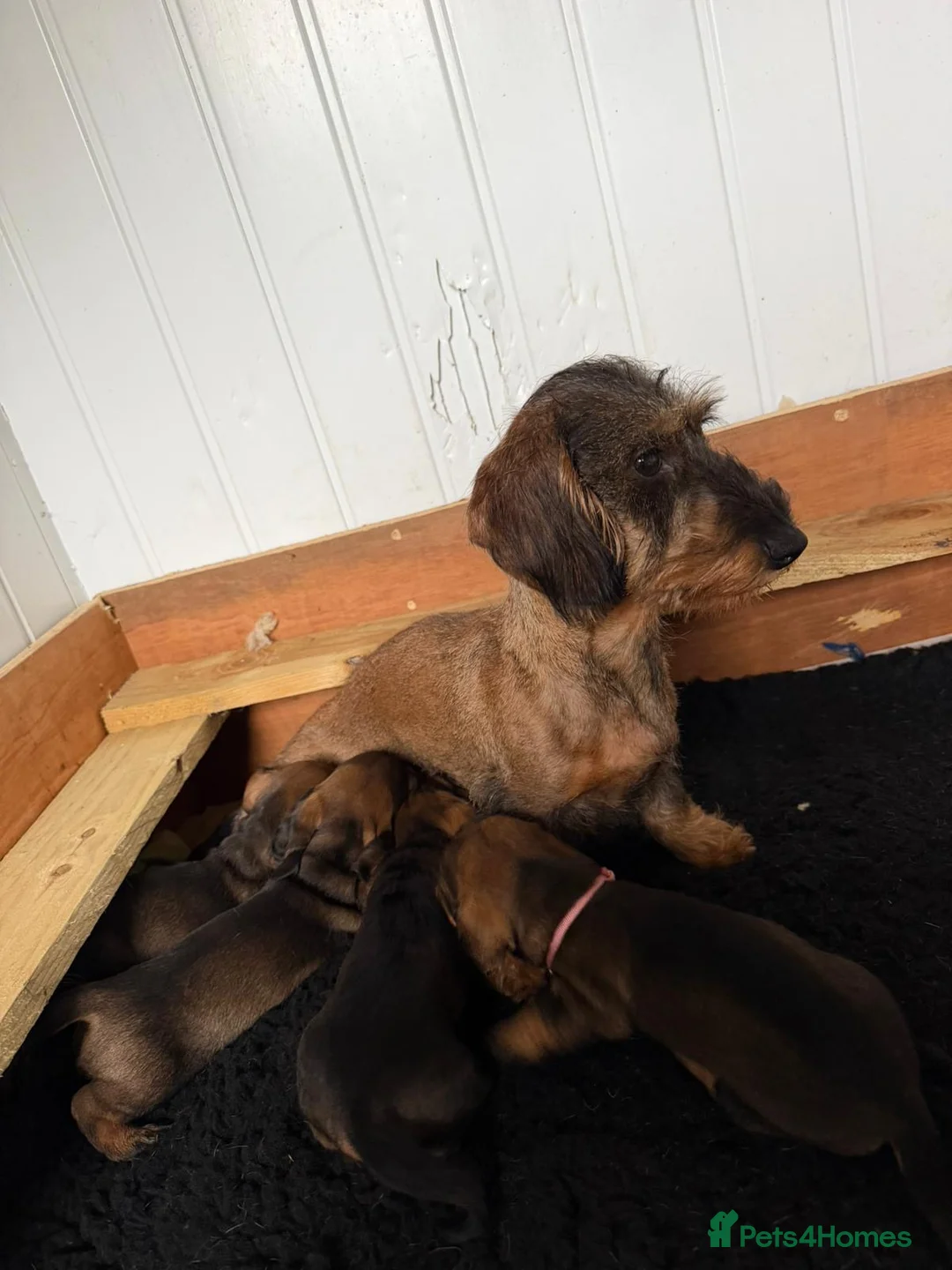 Dachshund dogs for sale: Wire Haired Dashund  - Advert 1