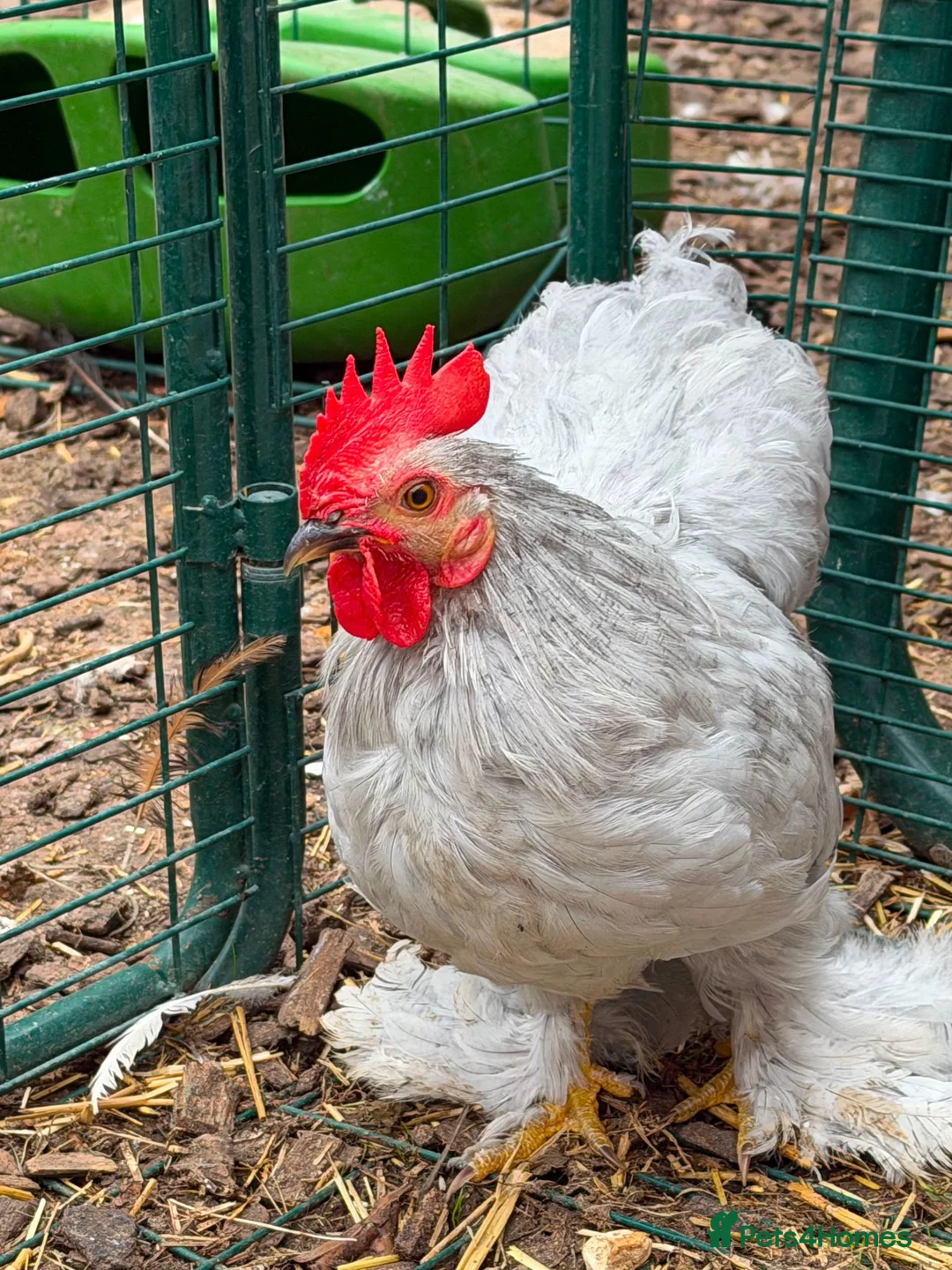 Chickens poultry for sale: Mixed Roosters - Advert 2