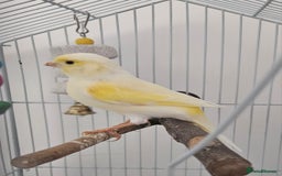 Canaries birds for sale: Male canary and cage - Image 2