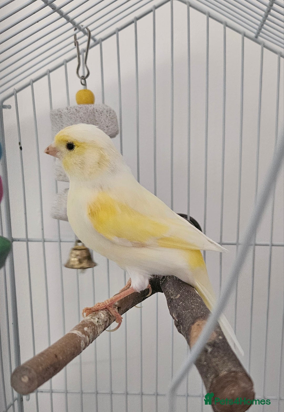 Canaries birds for sale: Male canary and cage - Image 2