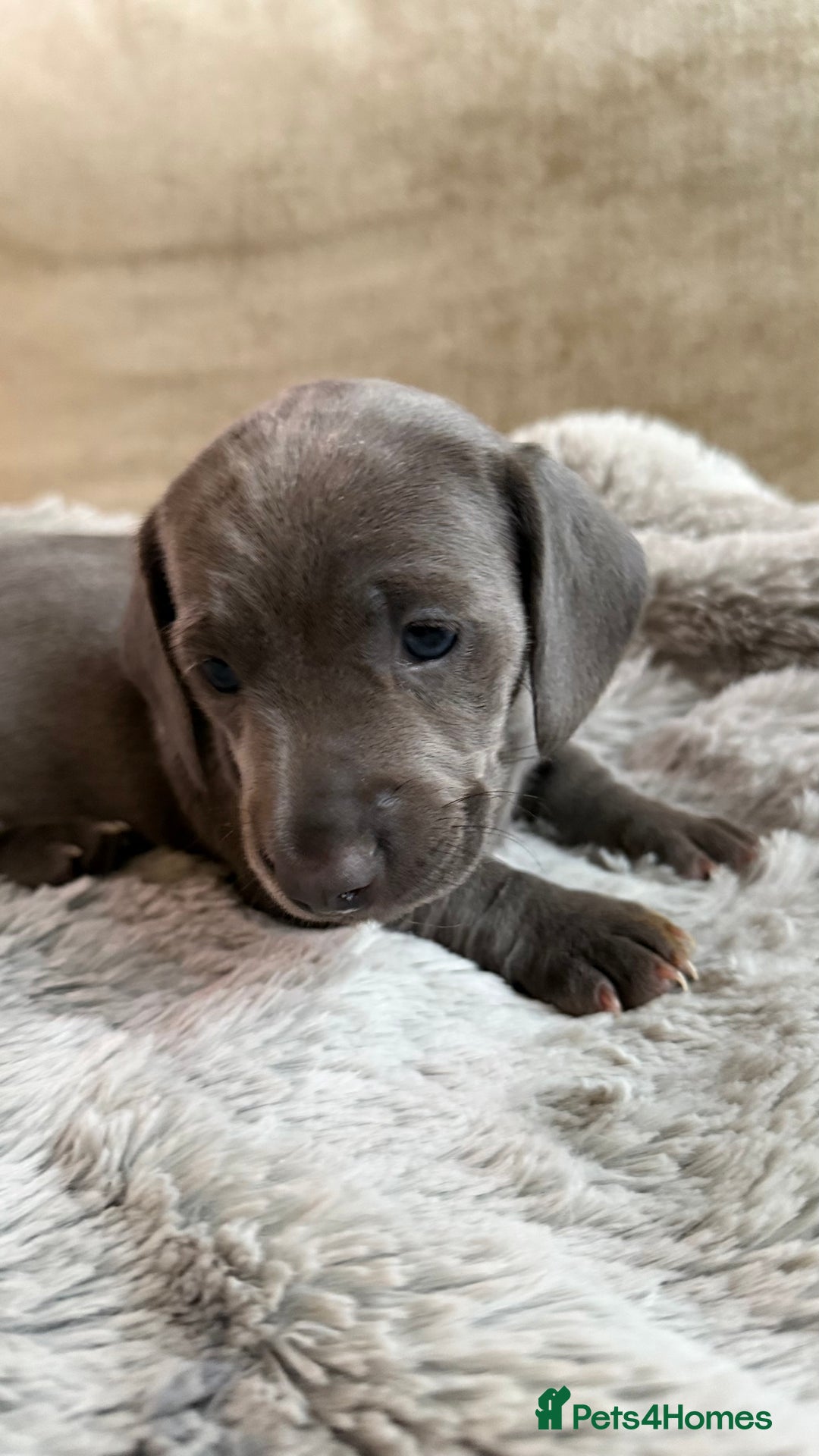Miniature Dachshund dogs for sale: Rare colour KC registered mini dachshund puppies  - Advert 21