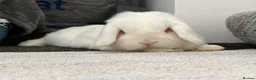 Mini Lop rabbits for sale: Mini lop for rehoming - Advert 3