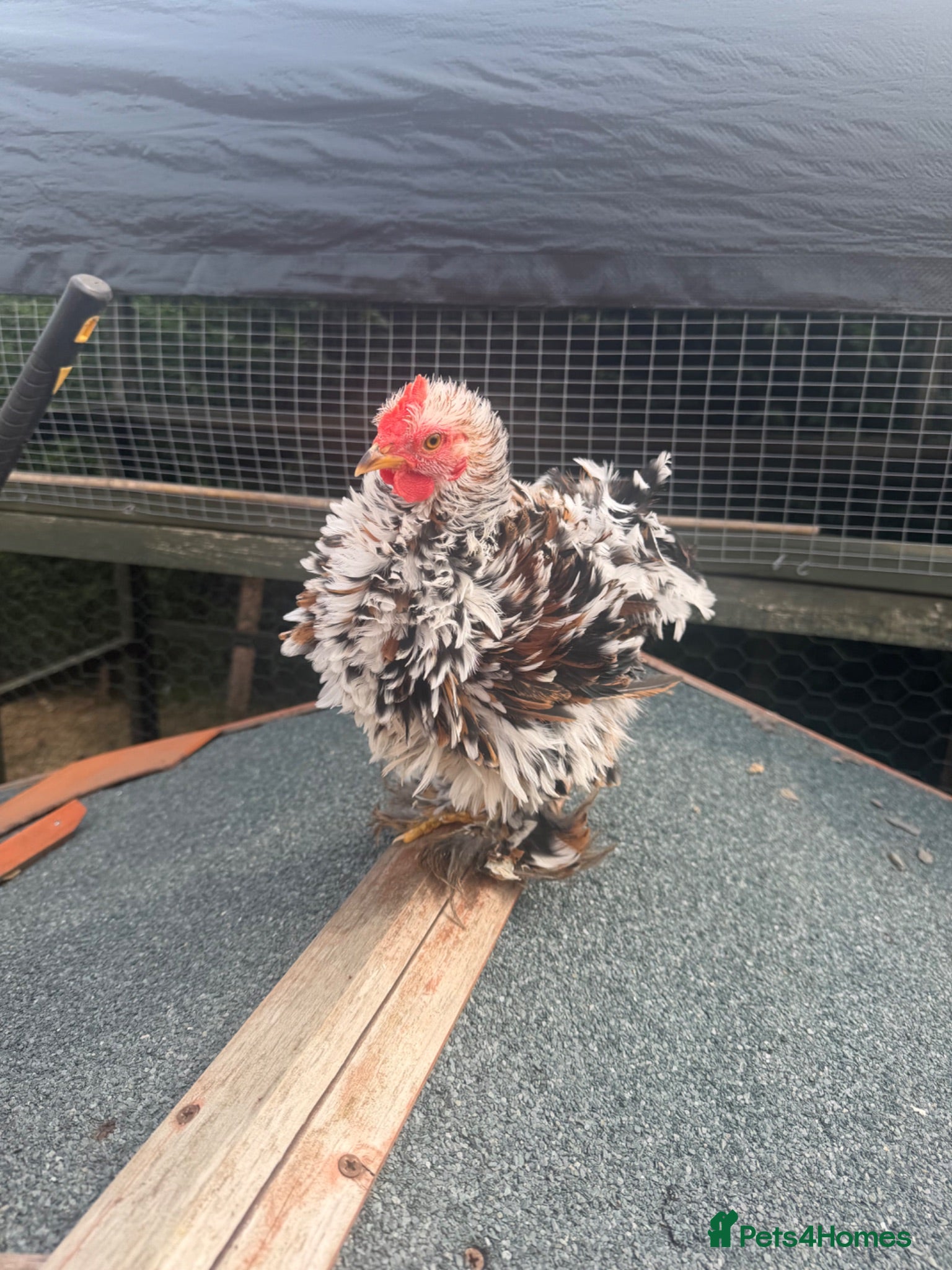 Chickens poultry Pekin bantam frizzle rooster  - Advert 6