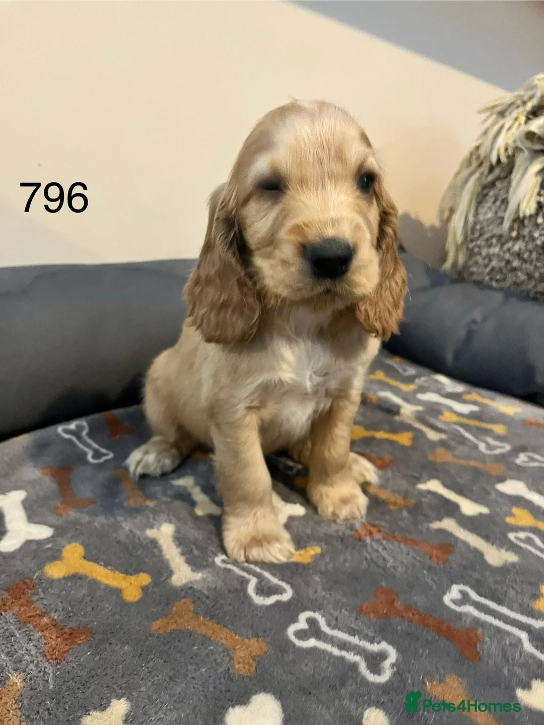 Cocker Spaniel dogs for sale: Beautiful Golden Cocker Spaniel Puppies for Sale - Advert 1