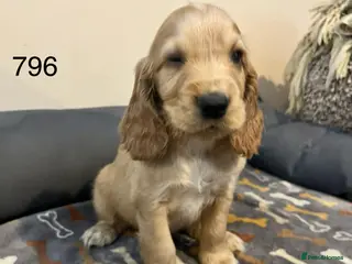 Cocker Spaniel dogs Beautiful Golden Cocker Spaniel Puppies for Sale - Advert 12