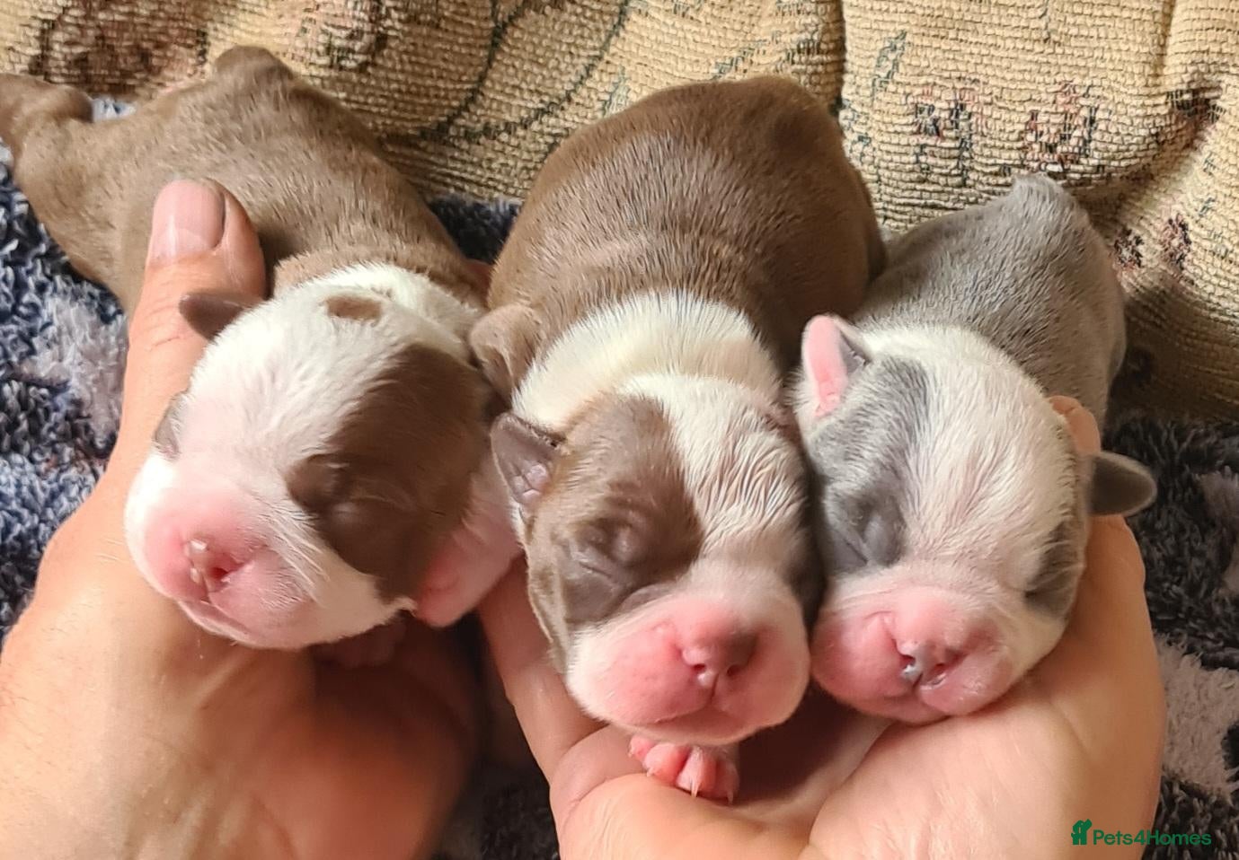 Boston Terrier dogs for sale: Beautiful Boston terrier pups  - Advert 4