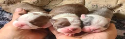 Boston Terrier dogs for sale: Beautiful Boston terrier pups  - Advert 1