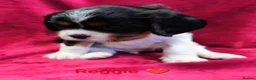 Cavalier King Charles Spaniel dogs for sale: Cavalier King Charles Spaniels  in Tavistock - Advert 6