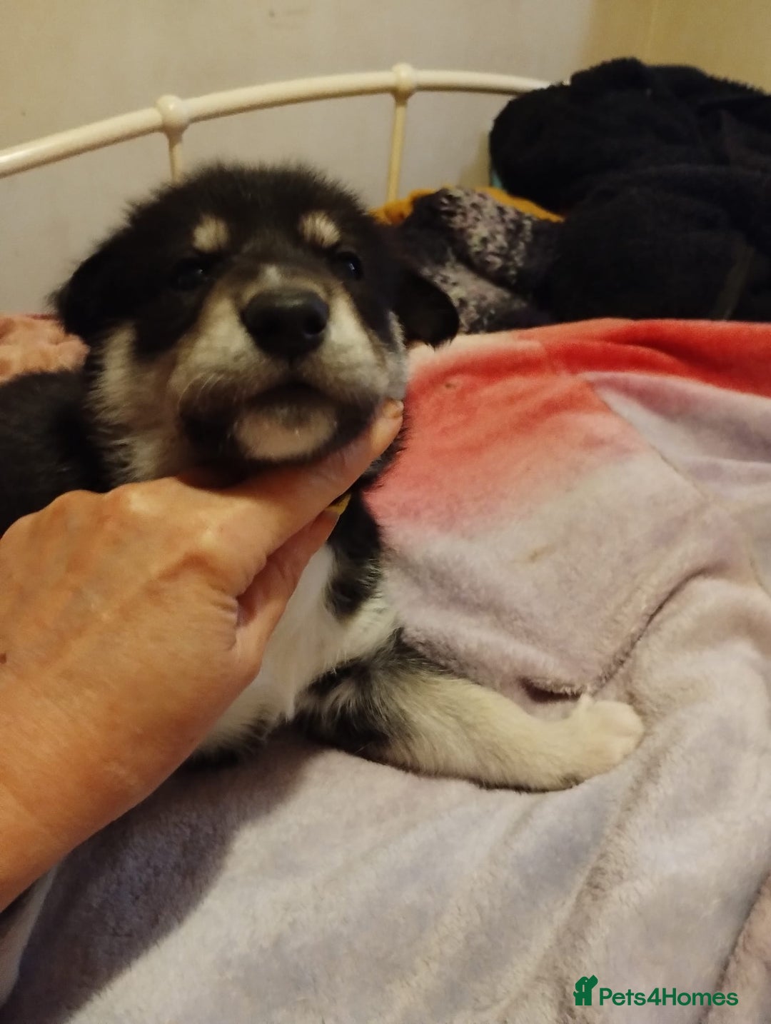 Mixed Breed dogs for sale:  Beautiful Husky x Suluki pups - Advert 3