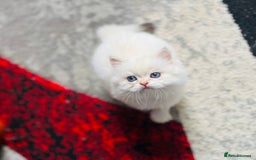 British Longhair cats for sale: 🐾🤩❤️Gold Angels - tiny stars 🐾❤️🐱 - Image 2