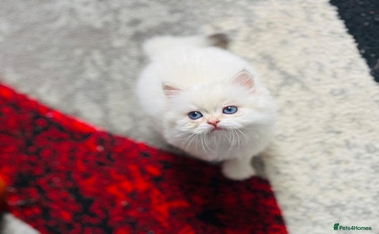 British Longhair cats - Advert 16