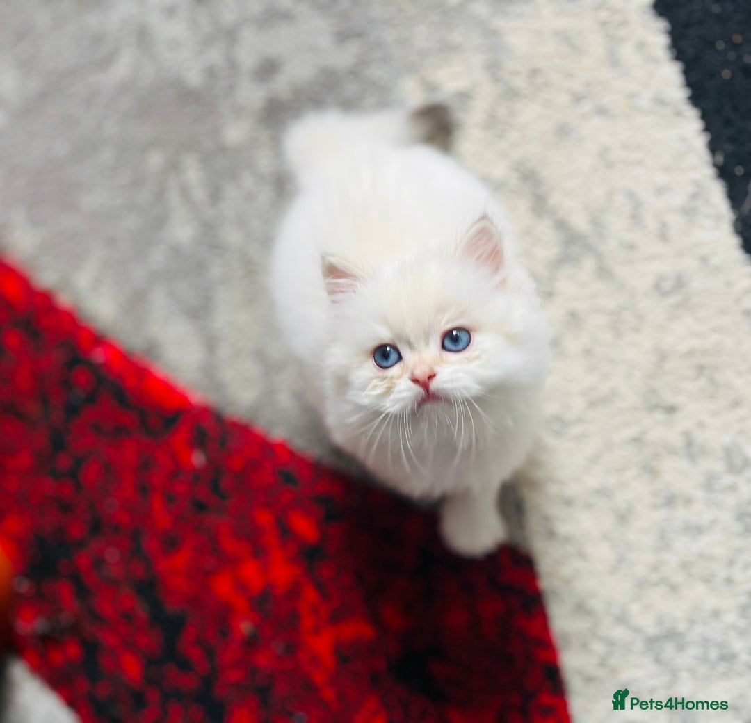 British Longhair cats for sale: 🐾🤩❤️Gold Angels - tiny stars 🐾❤️🐱 - Image 2