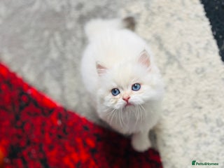 British Longhair cats - Advert 23