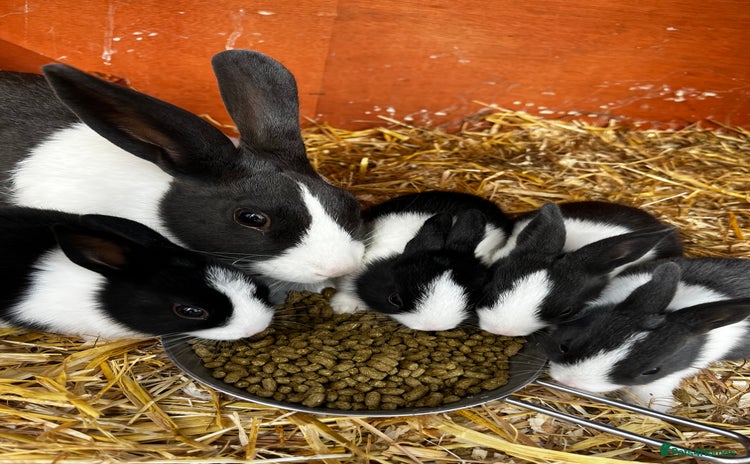 Dutch rabbits - Advert 7