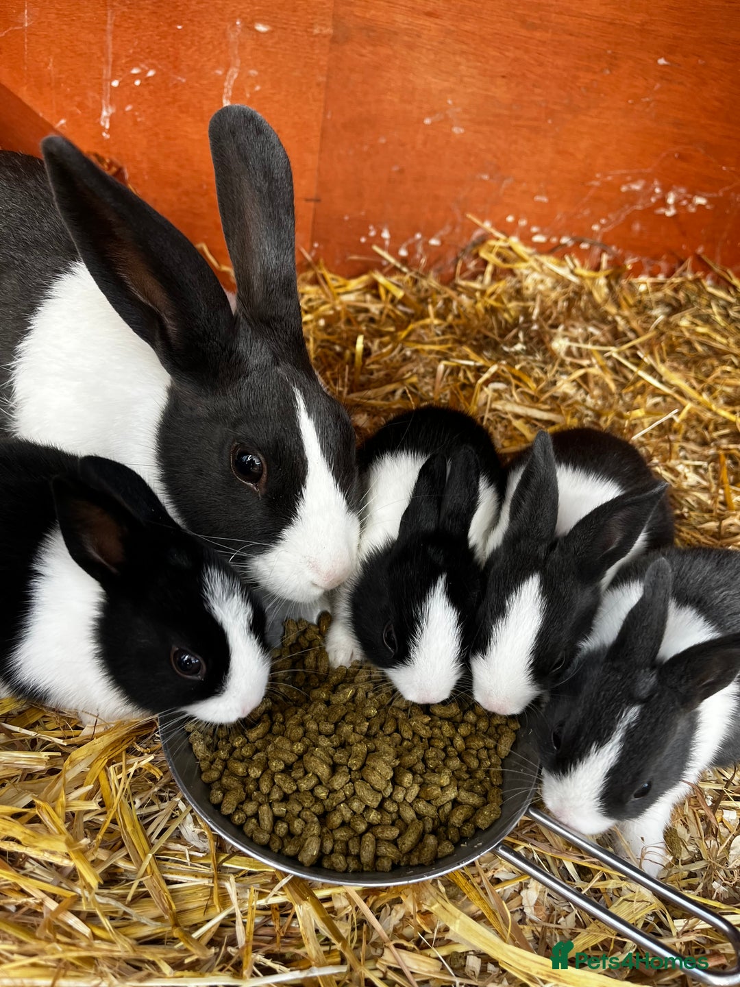 Dutch rabbits for sale: Dutch rabbits for sale  - Image 1