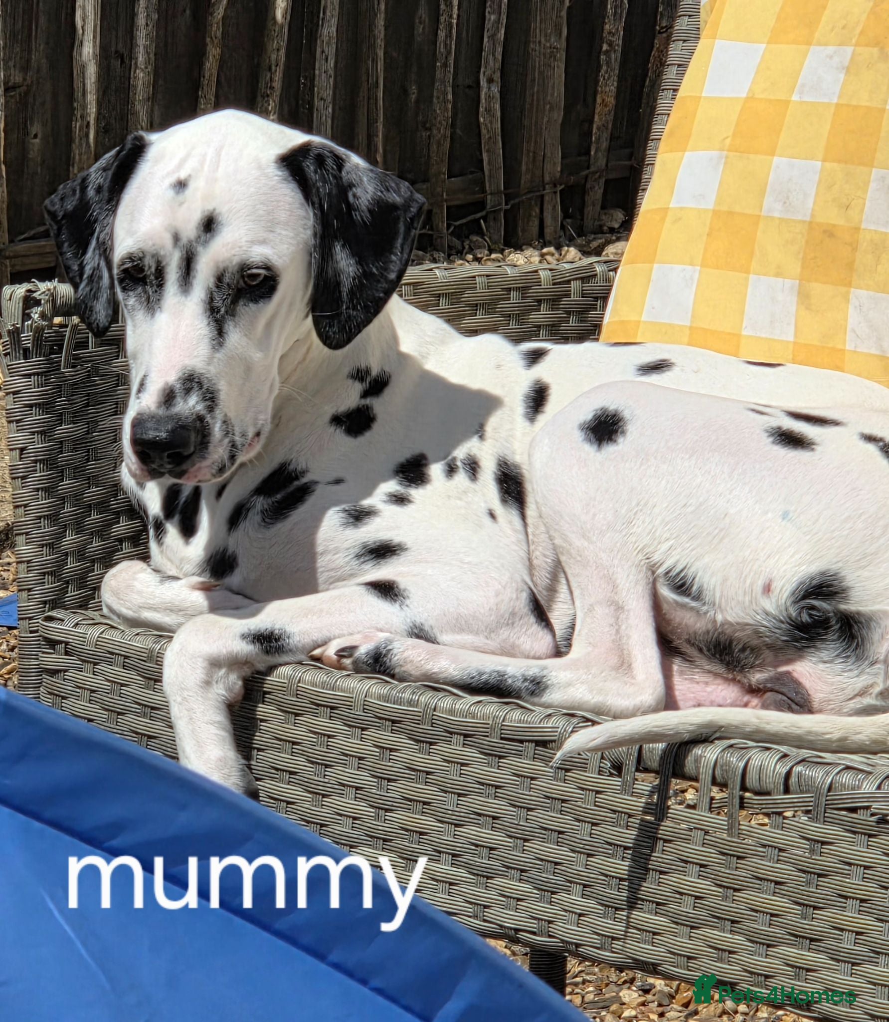 Dalmatian dogs Last 3 Dalmatian puppies  - Advert 1