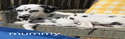 Dalmatian dogs for sale: Last 3 Dalmatian puppies  in Reading - Advert 1