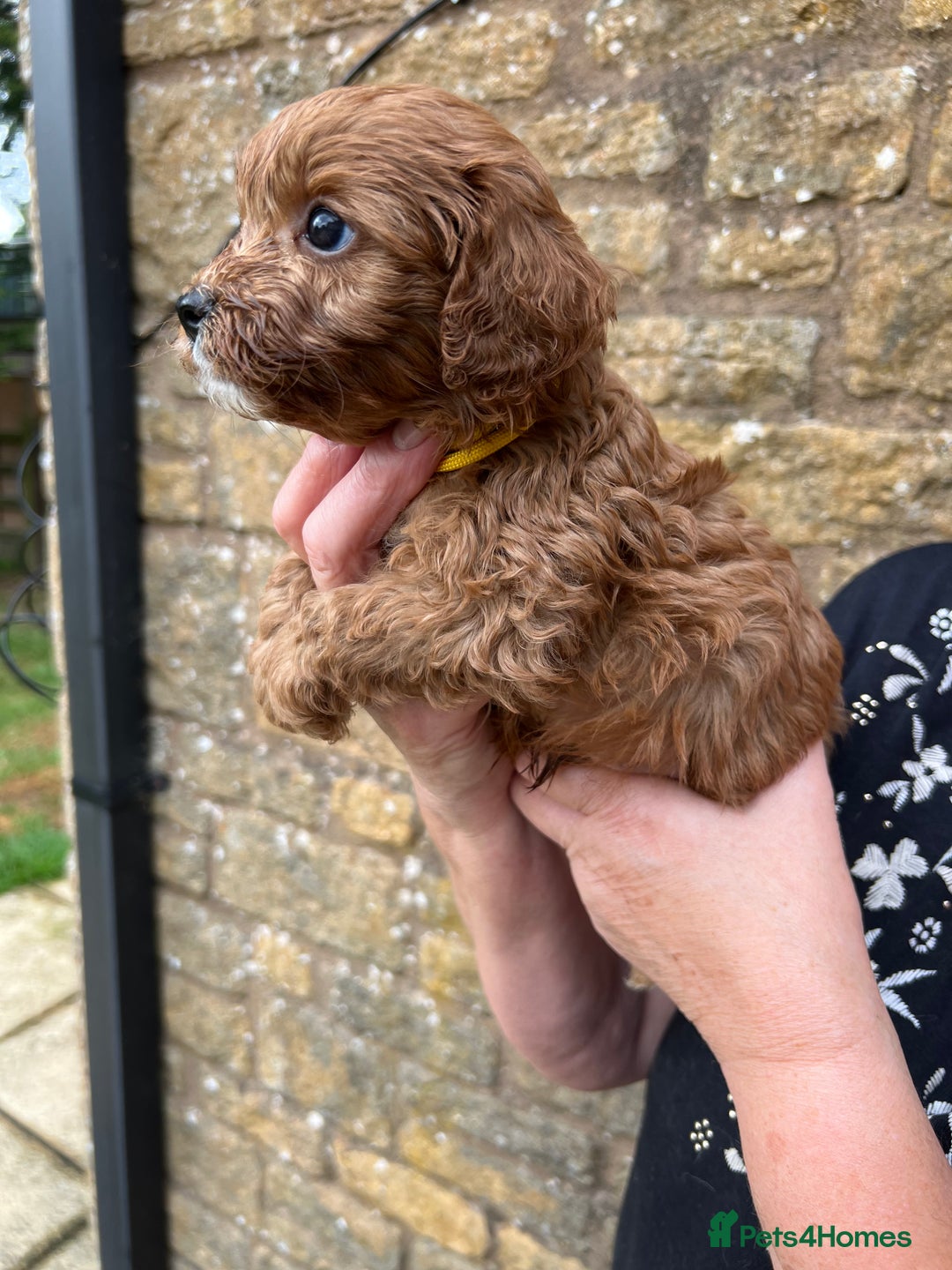 Cavapoo dogs for sale: Cavapoos puppies  - Image 11
