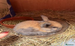Mini Lop rabbits for sale: 8 beautiful lops  - Image 14
