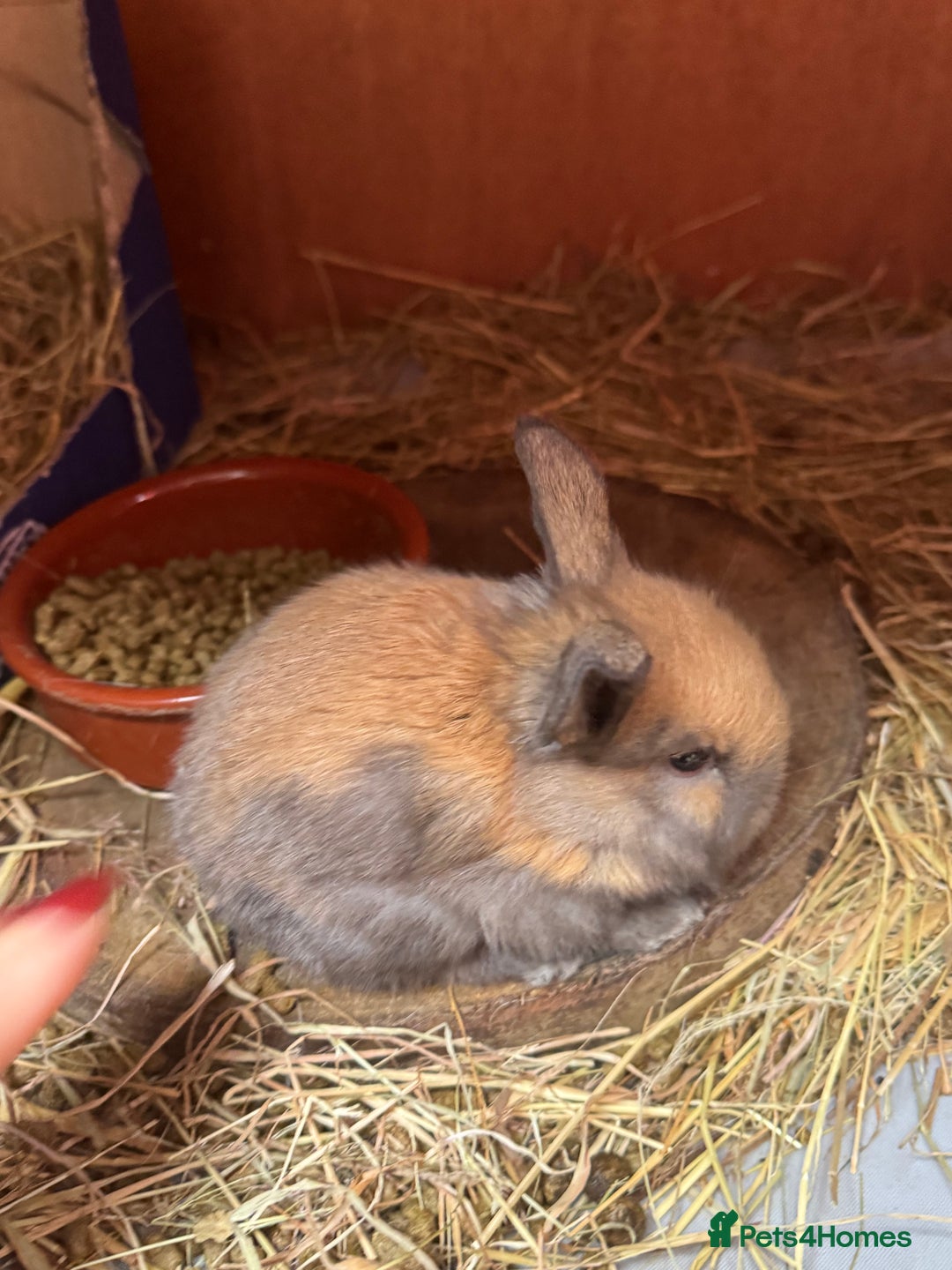 Mini Lop rabbits for sale: 8 beautiful lops  - Image 14
