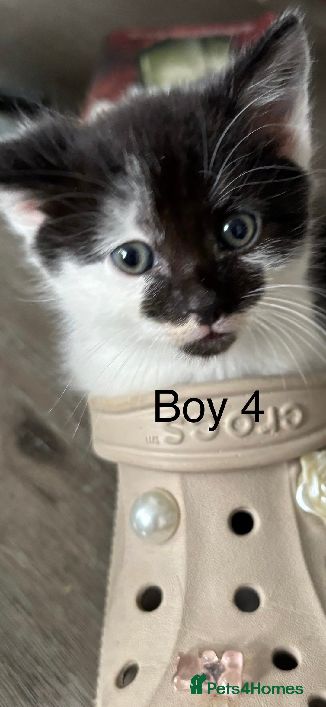 Mixed Breed cats for sale: 4 Gorgeous little boys  - Image 35