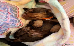 Cocker Spaniel dogs for sale: Cocker spaniel puppies  - Image 15