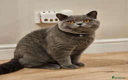 British Shorthair cats for sale: British Shorthair Male Kitten–8 Months Old 🐾💙 - Image 4