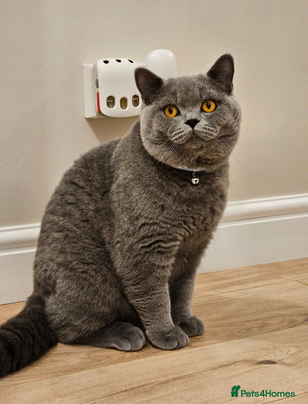 British Shorthair cats for sale: British Shorthair Male Kitten–8 Months Old 🐾💙 - Image 4
