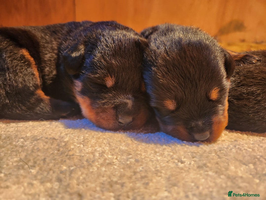 Rottweiler dogs for sale: Champion Pedigree Rottweiler Puppies - Advert 5