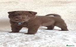 Chow Chow dogs for sale: Exotic colour chowsky puppies for sale  - Image 26