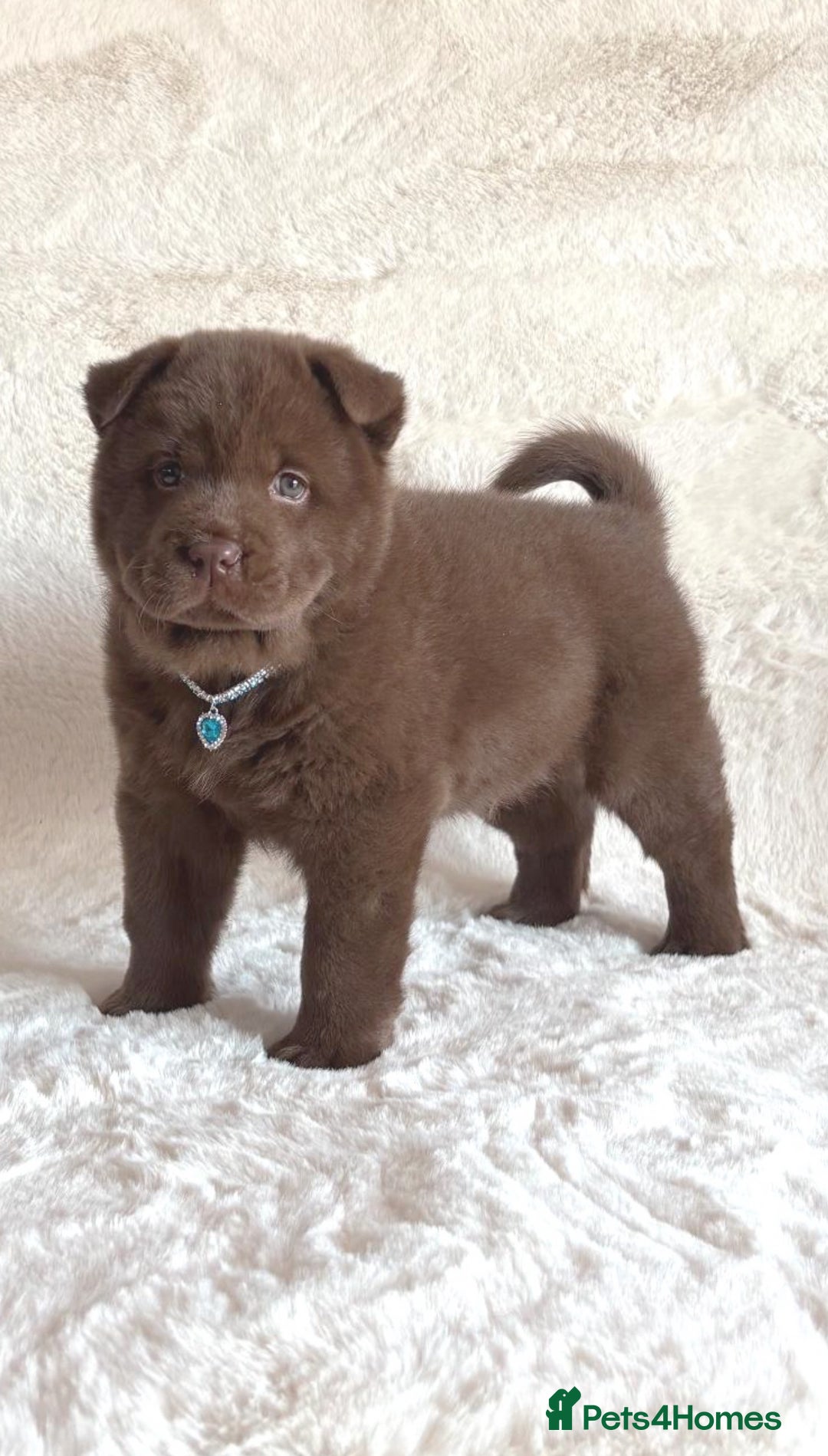 Chow Chow dogs for sale: Exotic colour chowsky puppies for sale  - Image 26