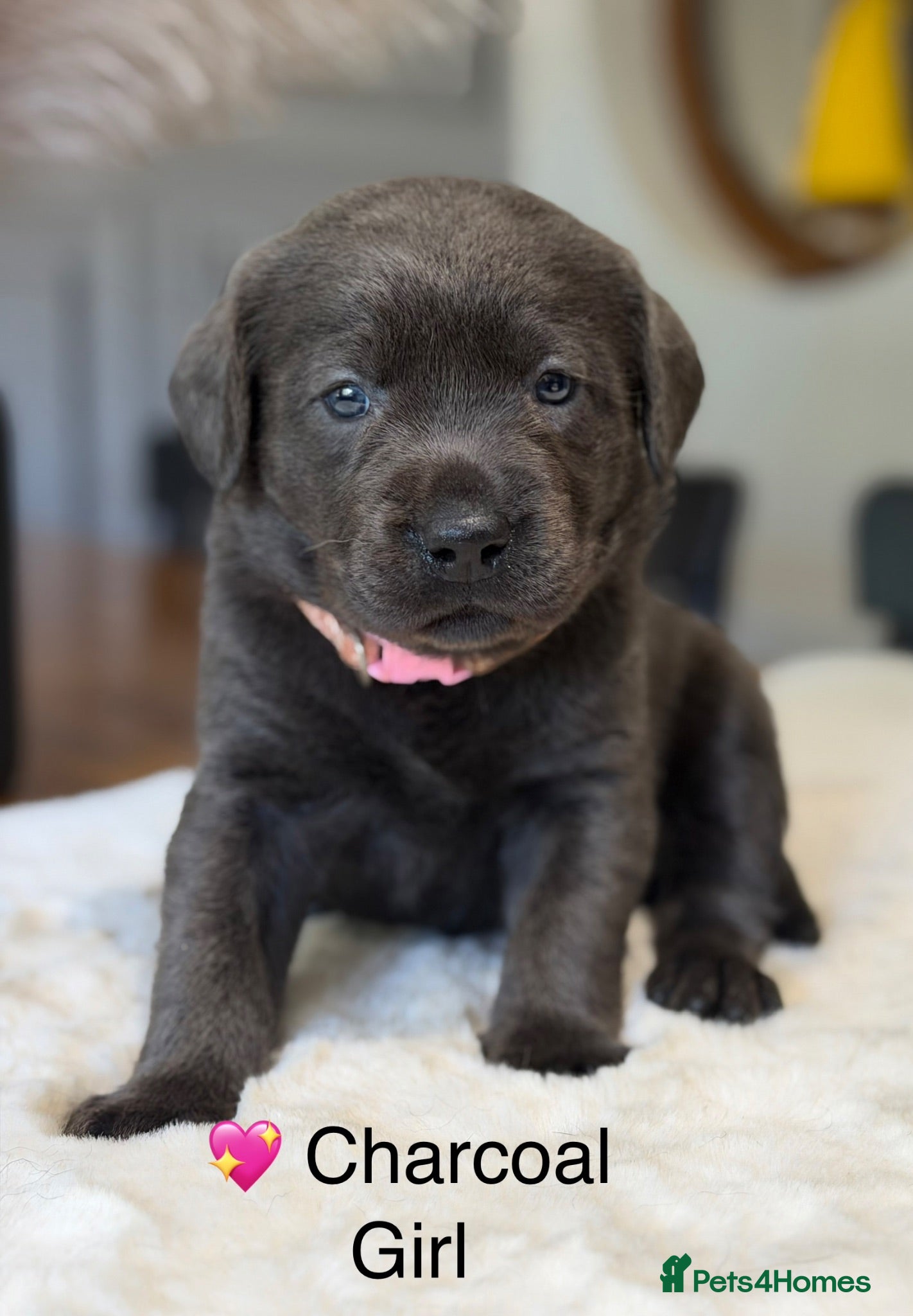 Labrador Retriever dogs Exceptionally health tested Kc reg Labrador pups - Advert 2