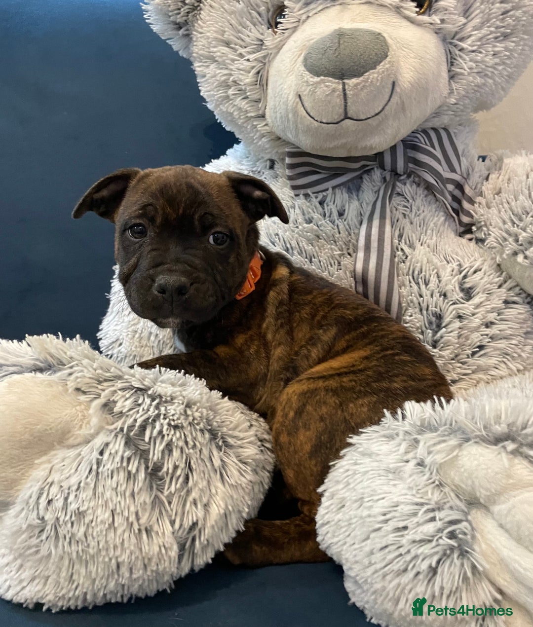 Staffordshire Bull Terrier dogs for sale: 🏅🏆 CHAMPION PLAY BOY STAFFY PUP LAST BOY!! - Image 7