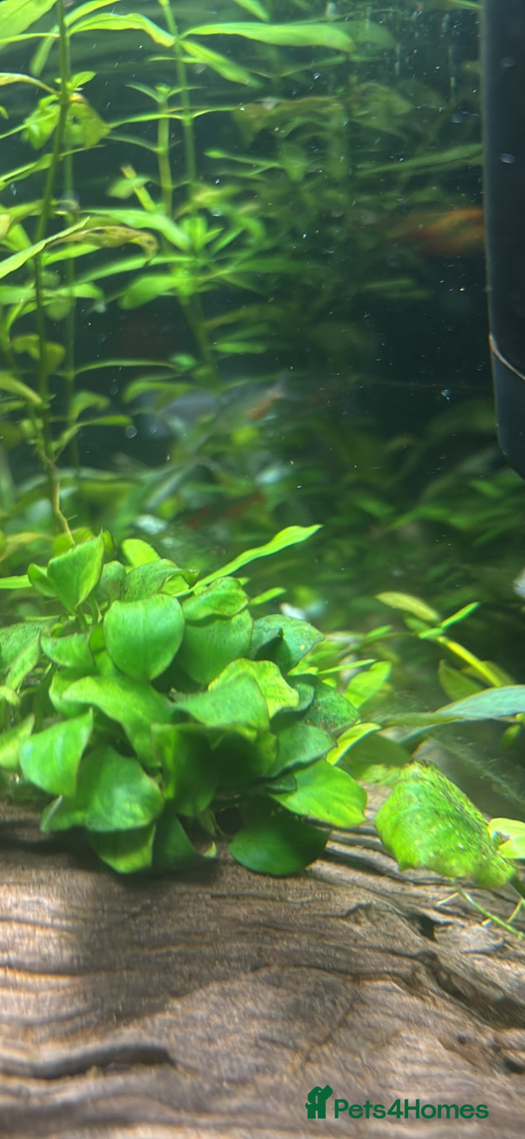 Barbs fish for sale: Full tropical setup with live plants and fish - Advert 14