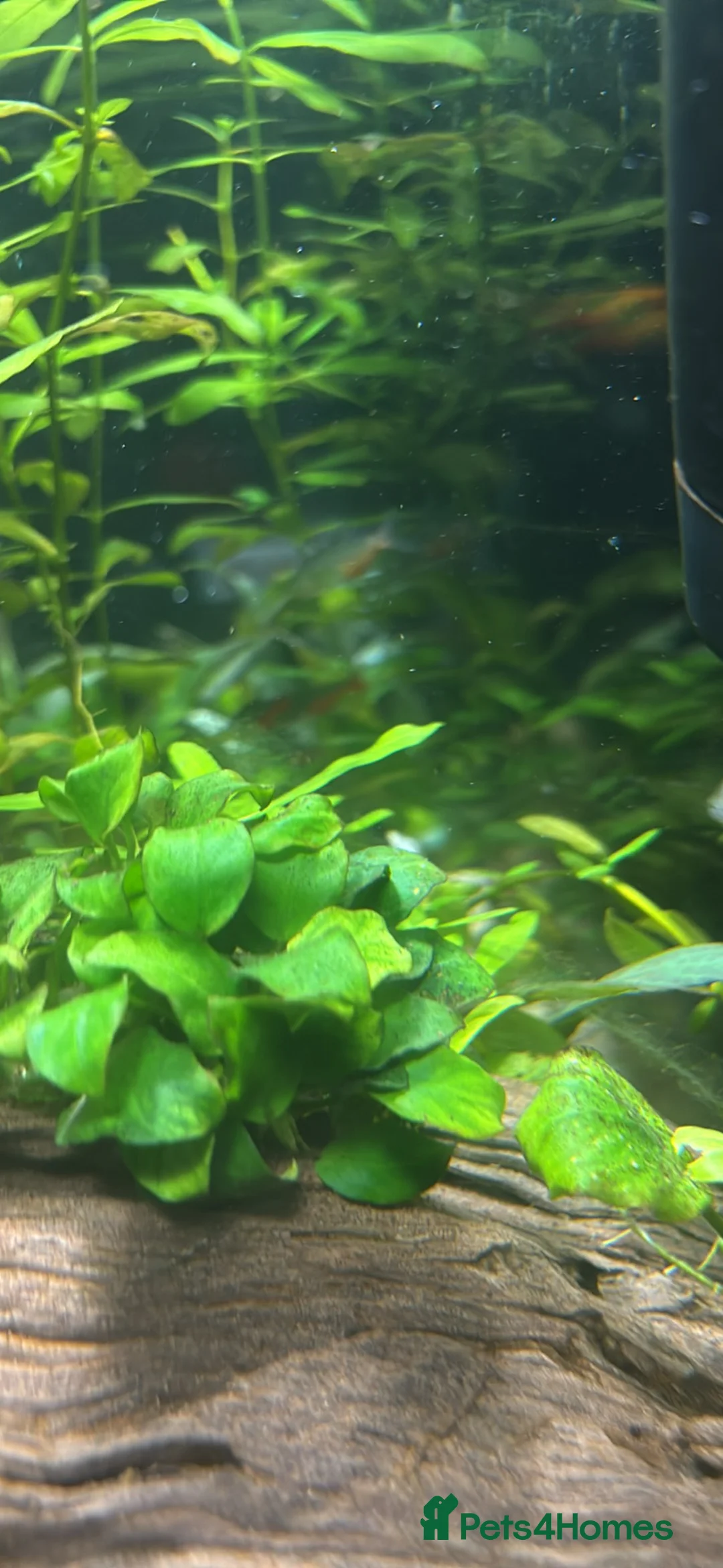 Barbs fish for sale: Full tropical setup with live plants and fish - Advert 14