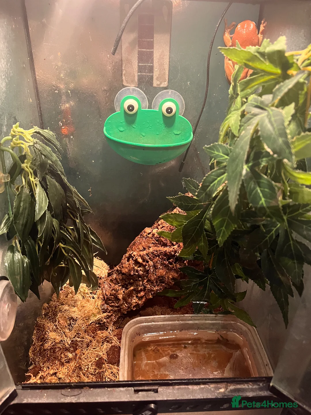 Frog reptiles for sale: White Tree Frog in Tonbridge - Advert 2