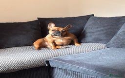 French Bulldog dogs for sale: lupo the french bulldog  - Advert 4