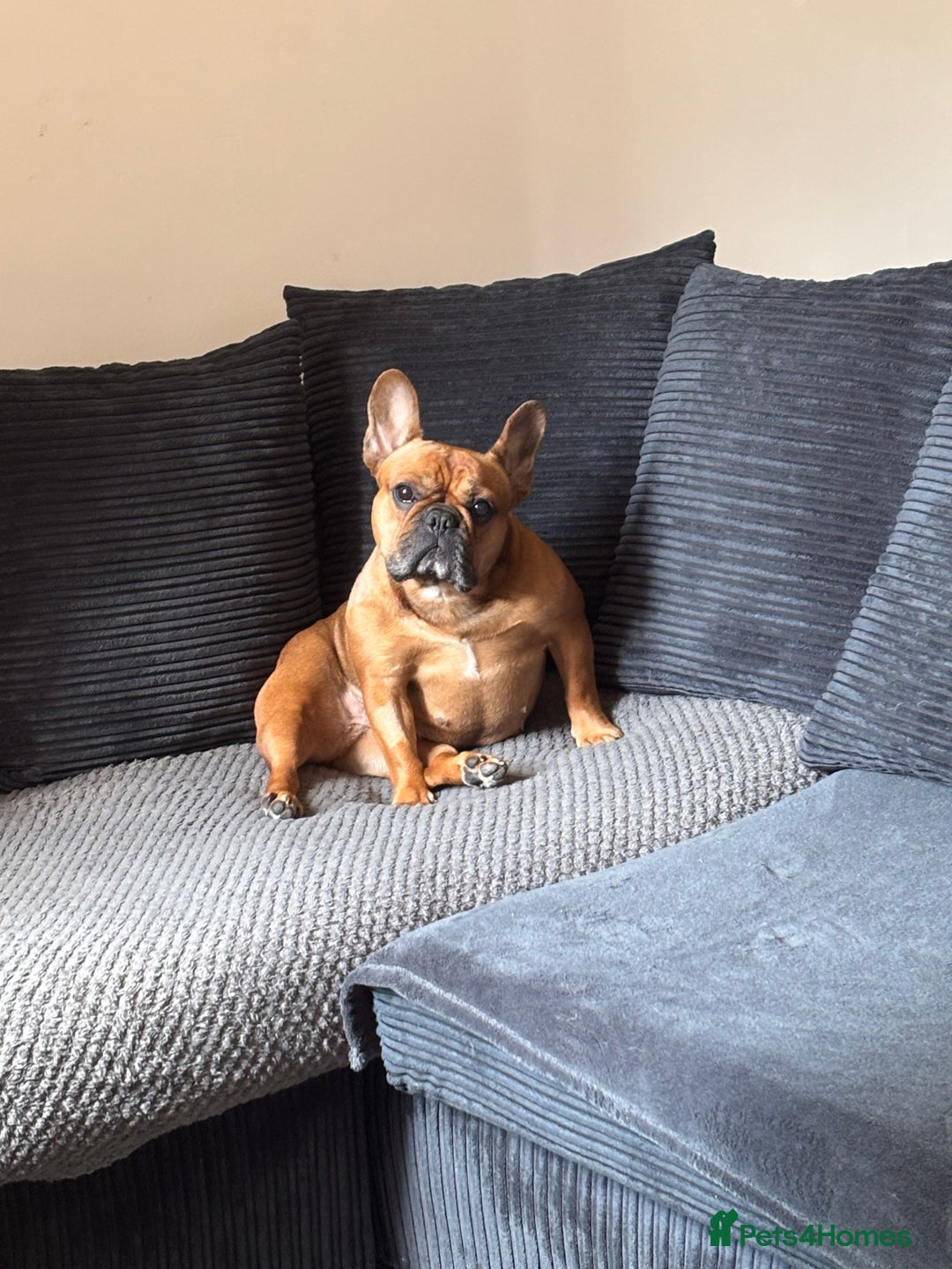 French Bulldog dogs for sale: lupo the french bulldog  - Advert 4