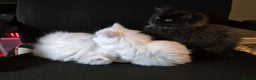 Mixed Breed cats for sale: Persian X Ragdoll Kittens Ready For Forever Homes! - Advert 5