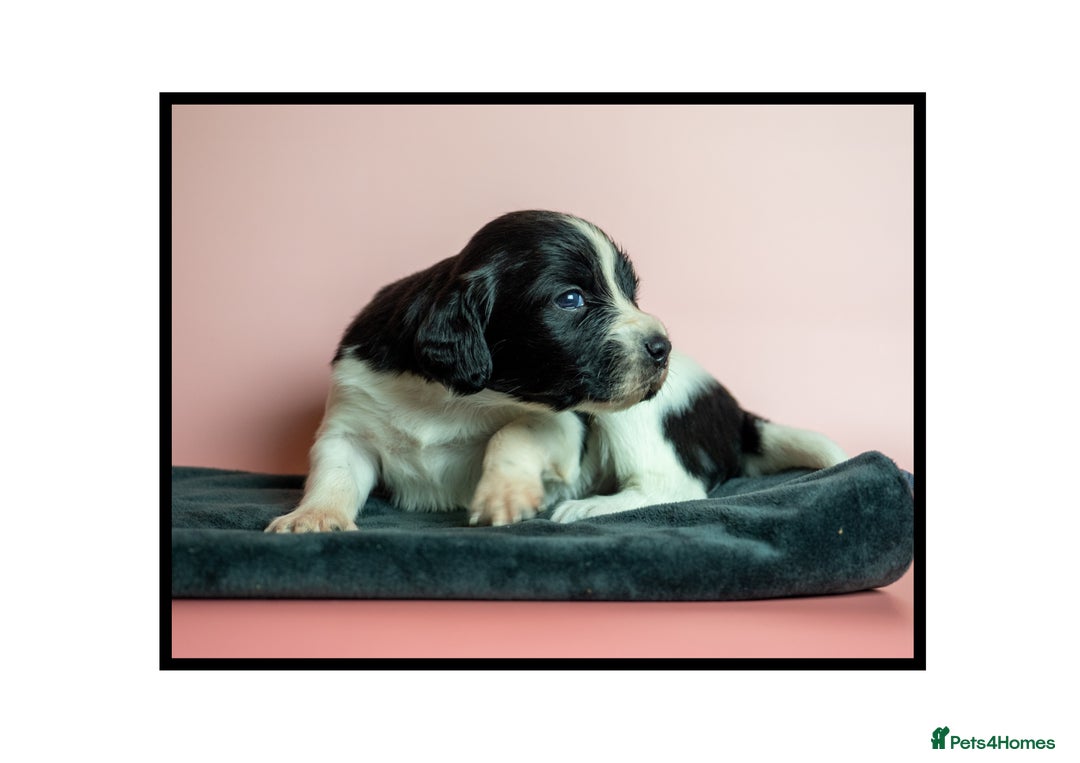 English Springer Spaniel dogs for sale: ✨ KC Registered Springer Spaniel Puppies ✨ - Advert 20