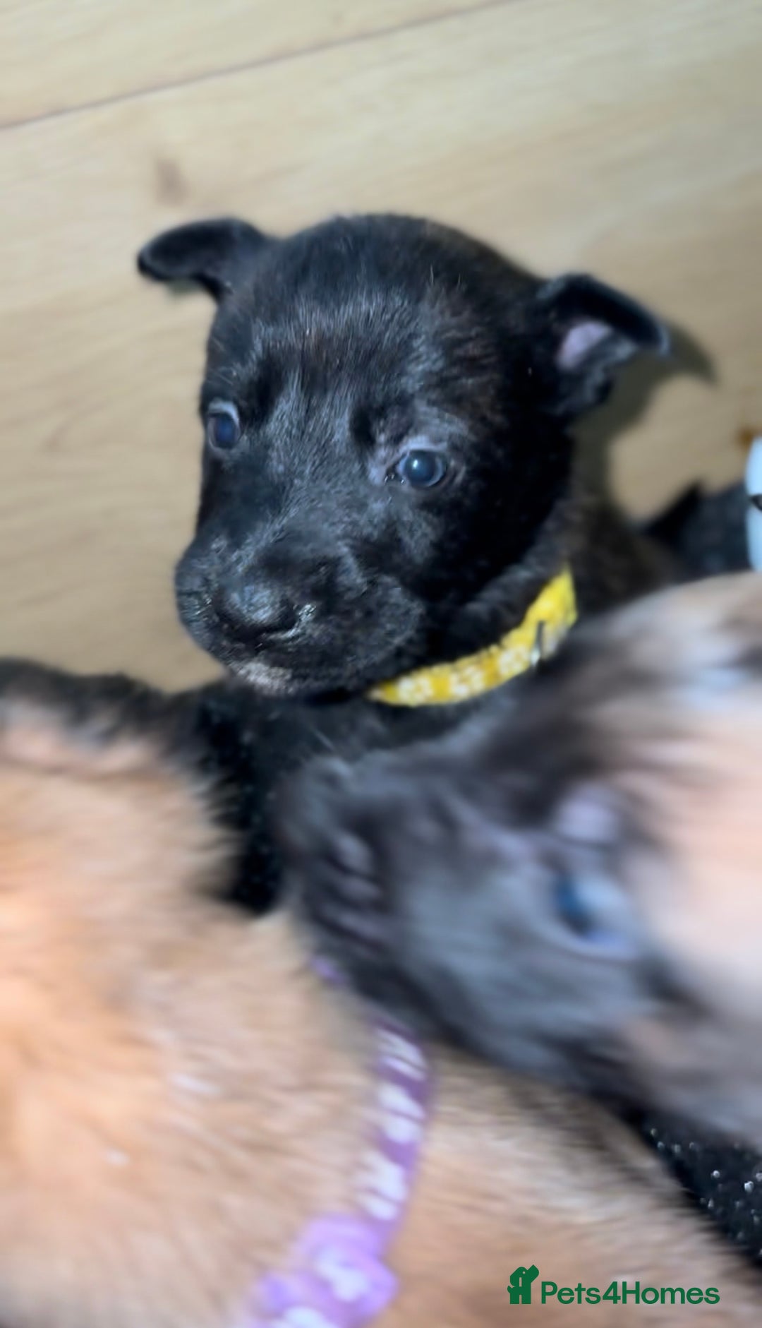 Mixed Breed dogs for sale: Dutch Malinois Puppies- Ready 13/12/2025 - Advert 15