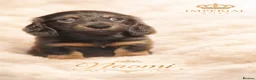 Miniature Dachshund dogs for sale: KC Pedigree Long Hair Mini Dachshund boy & girls - Advert 6