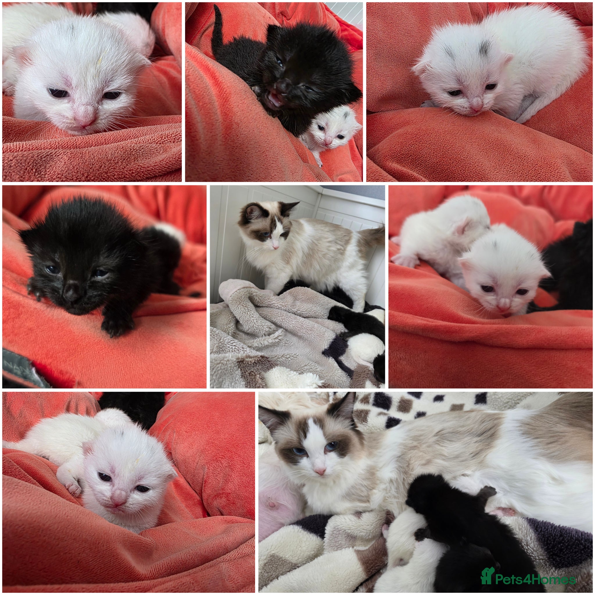 Mixed Breed cats Kittens😻Ragdoll mom x mixed breed dad😺 - Advert 5