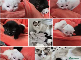 Mixed Breed cats Kittens😻Ragdoll mom x mixed breed dad😺 - Advert 5