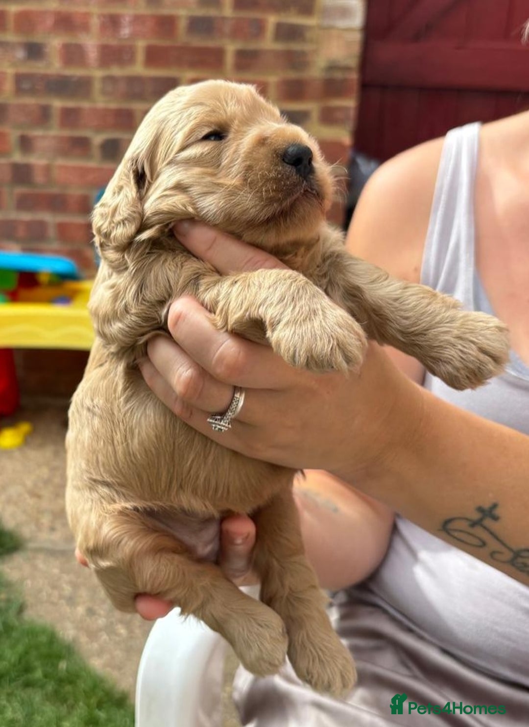 Cockapoo dogs for sale: F1B Cockapoo - Image 6