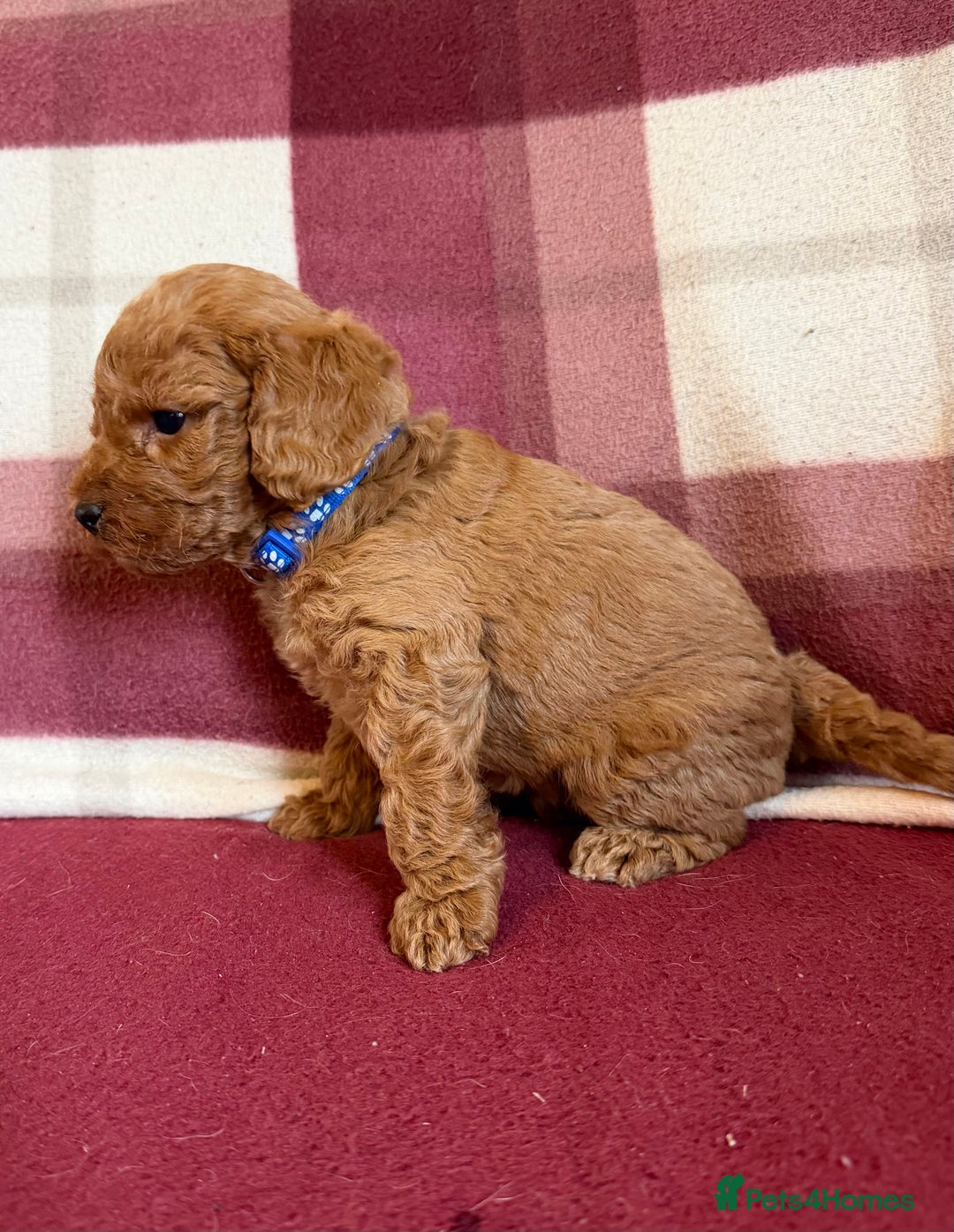 Labradoodle dogs for sale: Adorable Miniature Labradoodle F1bb Puppies🤩 - Image 21