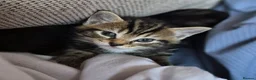 British Shorthair cats for sale: gorgeous british shorthair mix tabby kittens x5 in Sittingbourne - Advert 5