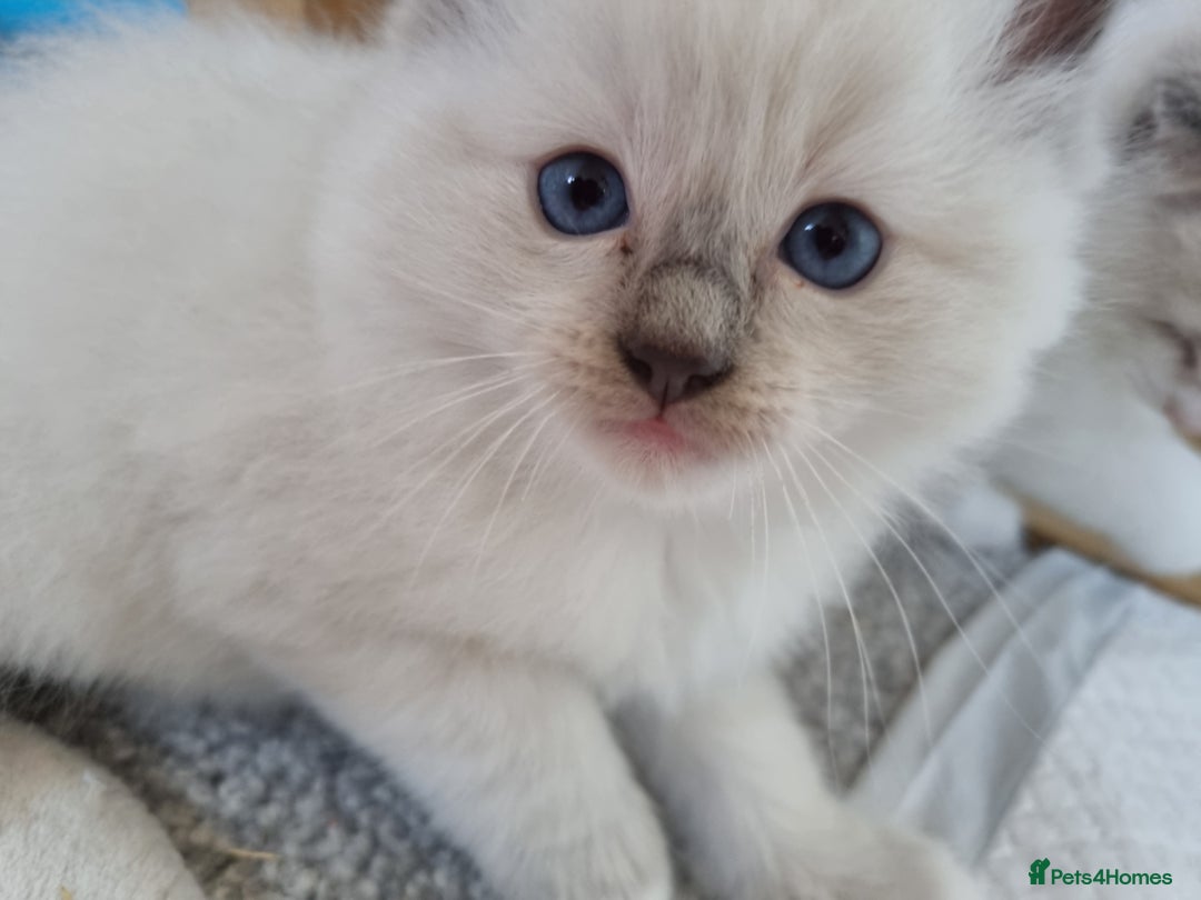 Ragdoll cats for sale: Ragdoll kittens  - Image 9